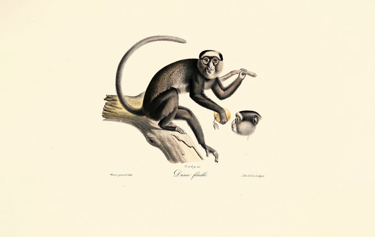 Singe-araignée à front blanc (Diane femelle) - Jacques Christophe Werner