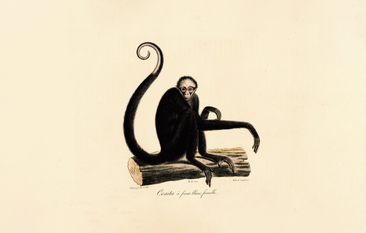 Singe-araignée à front blanc (femelle) - Jacques Christophe Werner