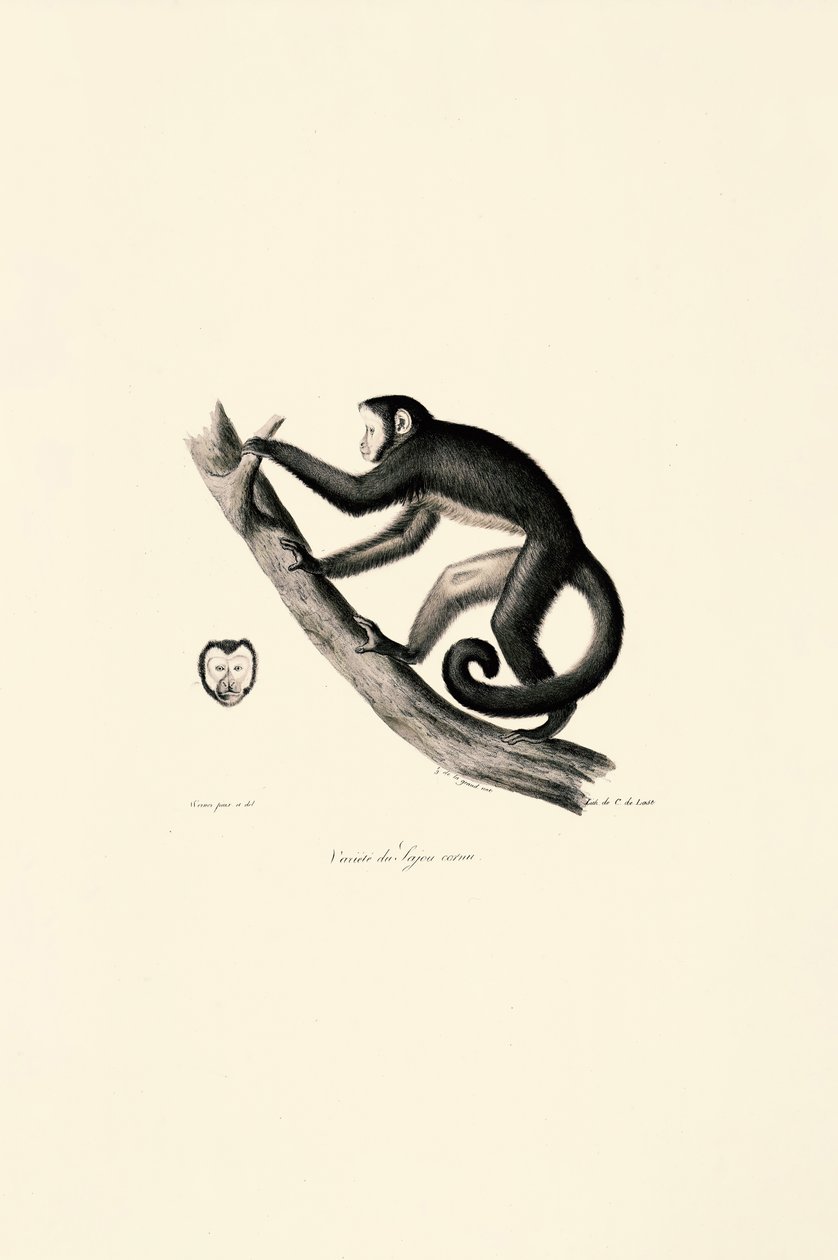 Singe-araignée à front blanc - Jacques Christophe Werner