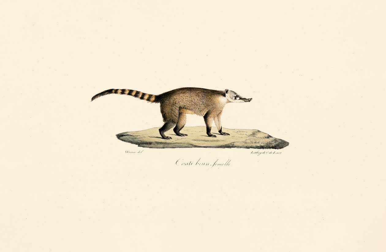 Coati à nez blanc (femelle) - Jacques Christophe Werner