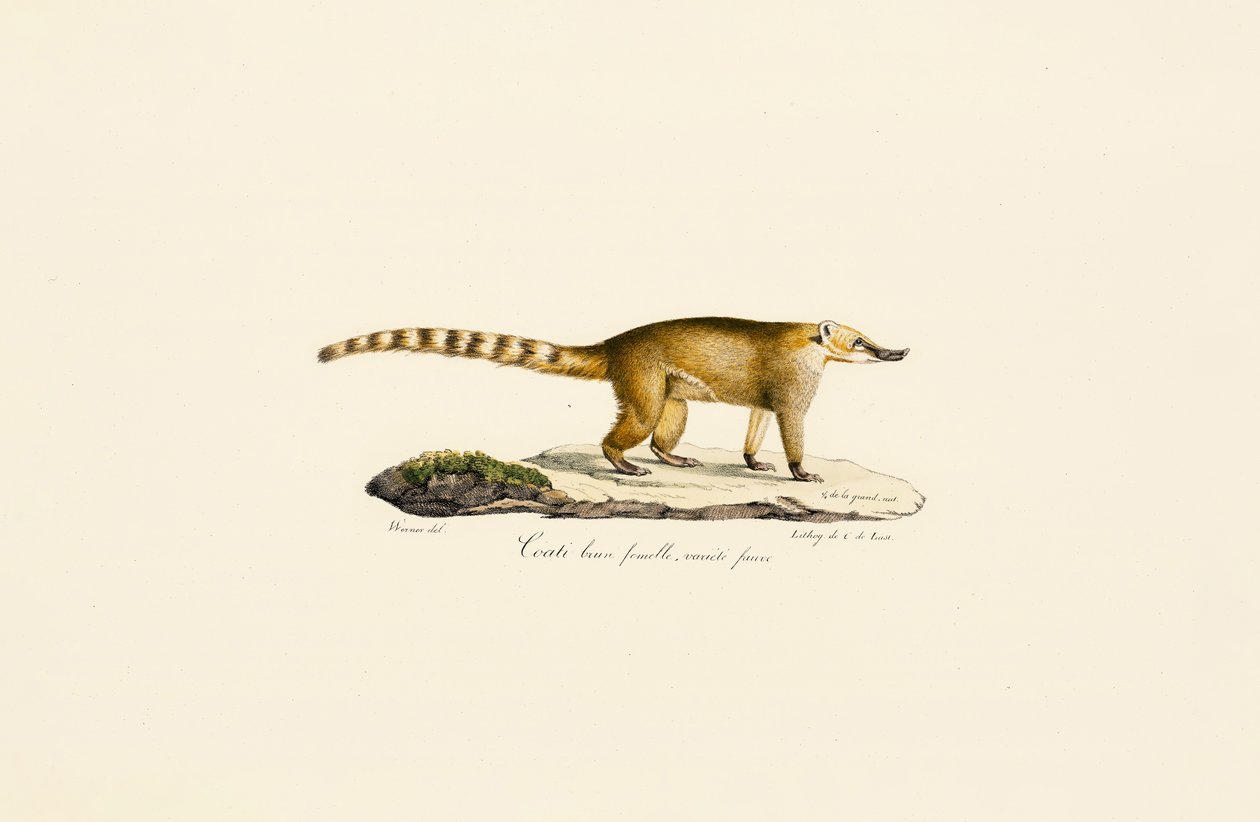 Coati à nez blanc (femelle, variante plus claire) - Jacques Christophe Werner