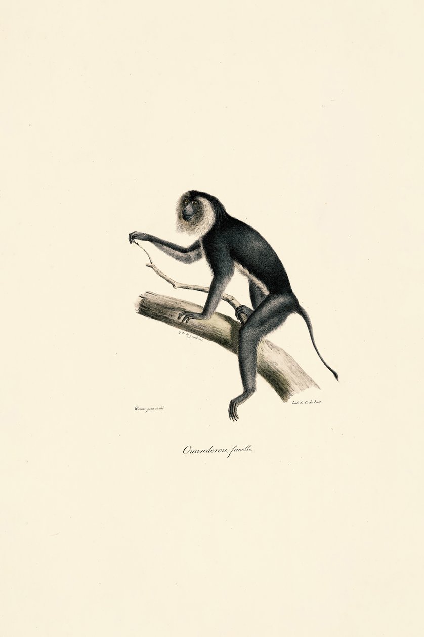 Marmouset à épaulettes blanches (femelle) - Jacques Christophe Werner