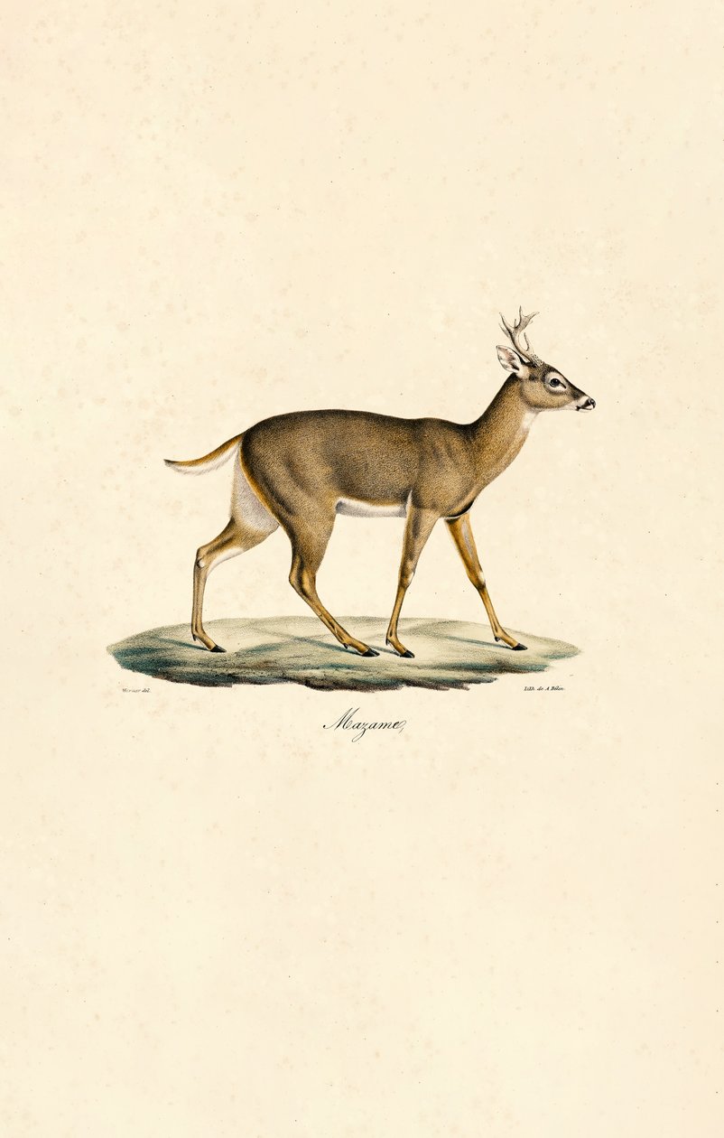 Cerf de Virginie - Jacques Christophe Werner