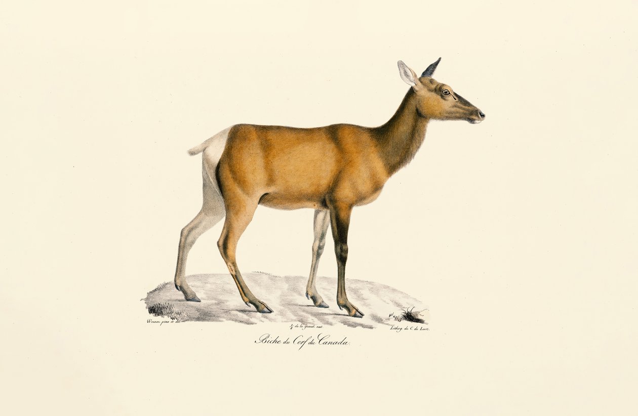 Cerf de Virginie - femelle - Jacques Christophe Werner