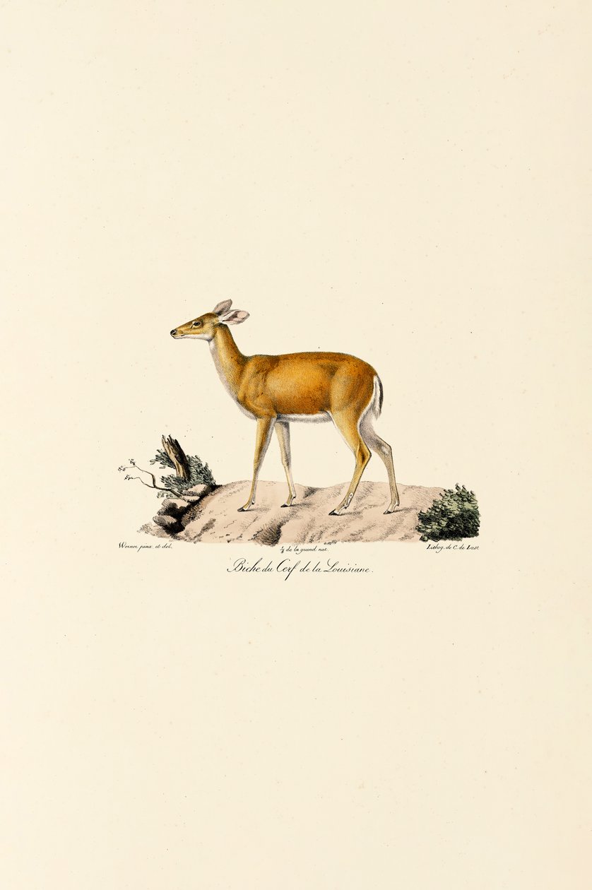 Cerf de Virginie Biche - Jacques Christophe Werner