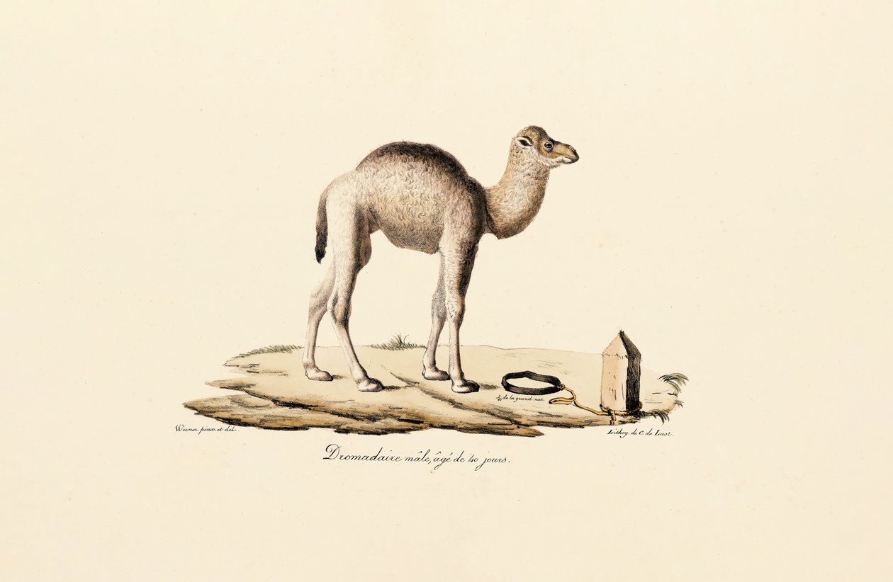 Jeune chameau de Dromadaire - Jacques Christophe Werner