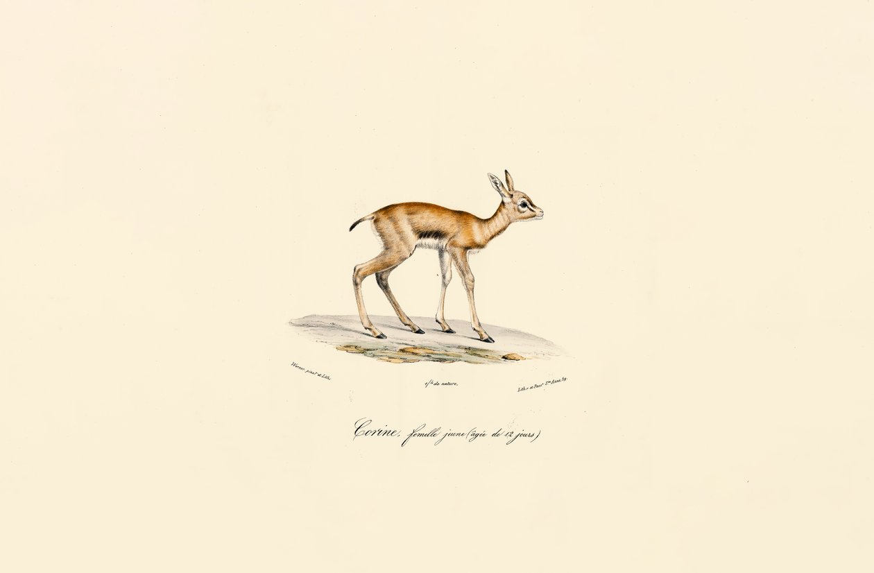 Jeune femelle Blackbuck - Jacques Christophe Werner
