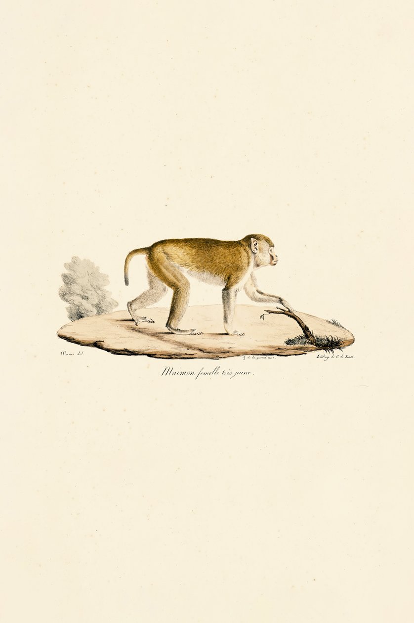Jeune femelle singe de nuit - Jacques Christophe Werner