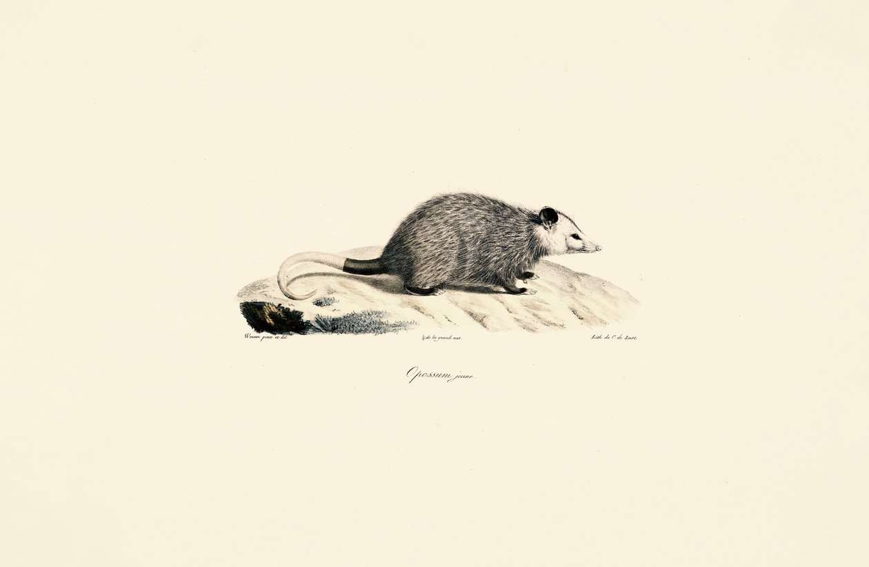 Jeune opossum - Jacques Christophe Werner