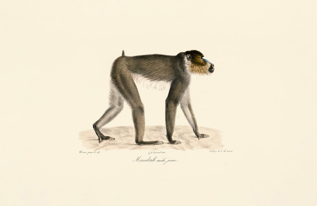 Jeune mâle Mandrill - Jacques Christophe Werner