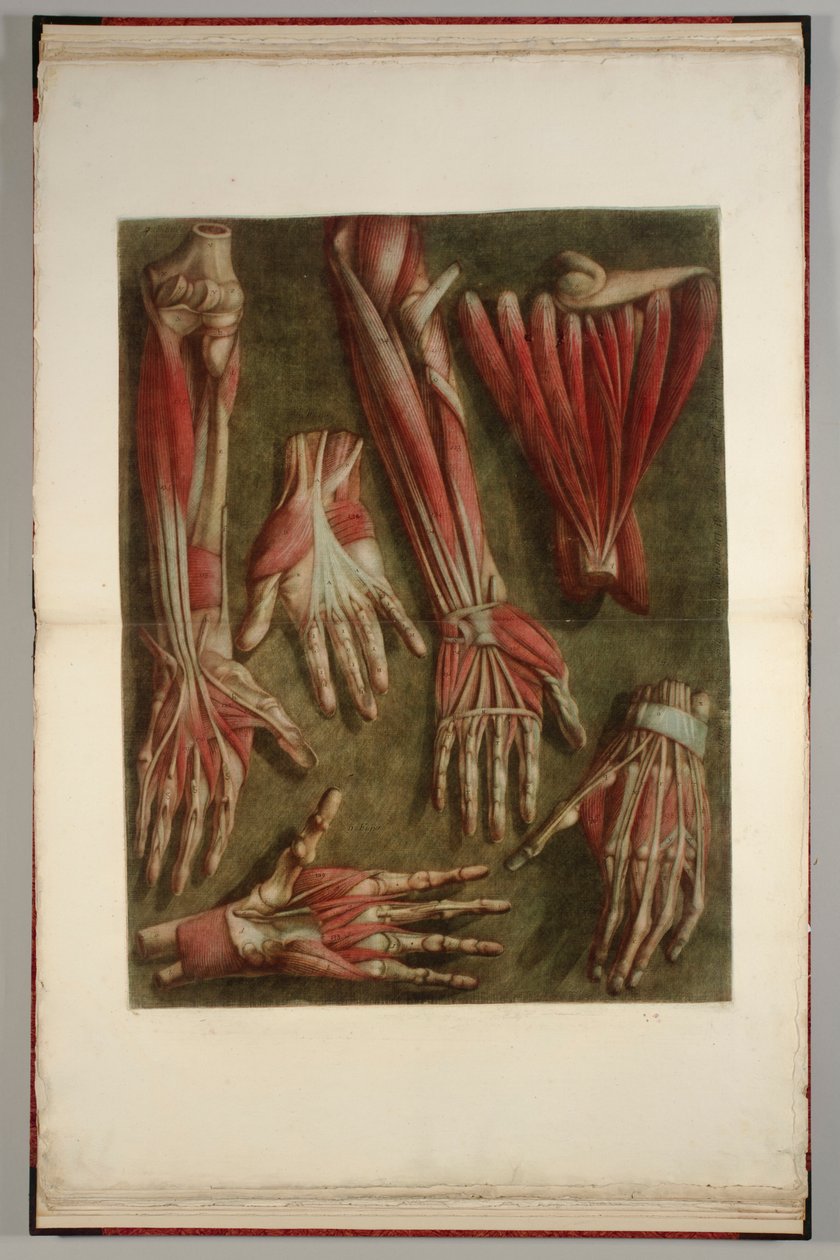 Un groupe de mains disséquées, 1745-46 - Jacques-Fabien Gautier dAgoty