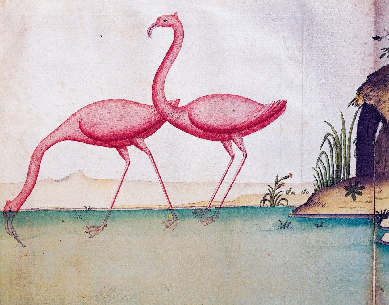 Flamants roses, Îles Galápagos, aquarelle du journal de bord de Jacques Gouin de Beauchesne, capitaine de la Compagnie royale de la Mer du Sud, de 1698 à 1701 - Jacques Gouin de Beauchesne