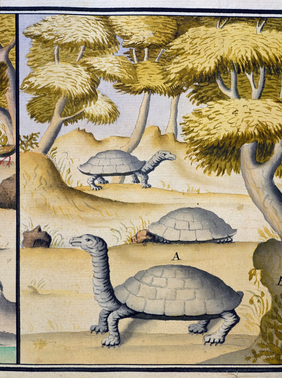 Tortues, aquarelle du journal de bord de Jacques Gouin de Beauchesne, capitaine de la Compagnie royale de la Mer du Sud, de 1698 à 1701, France - Jacques Gouin de Beauchesne