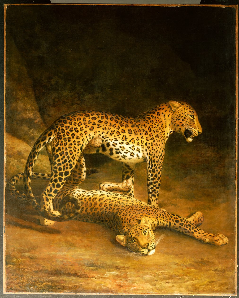 Deux léopards allongés dans l