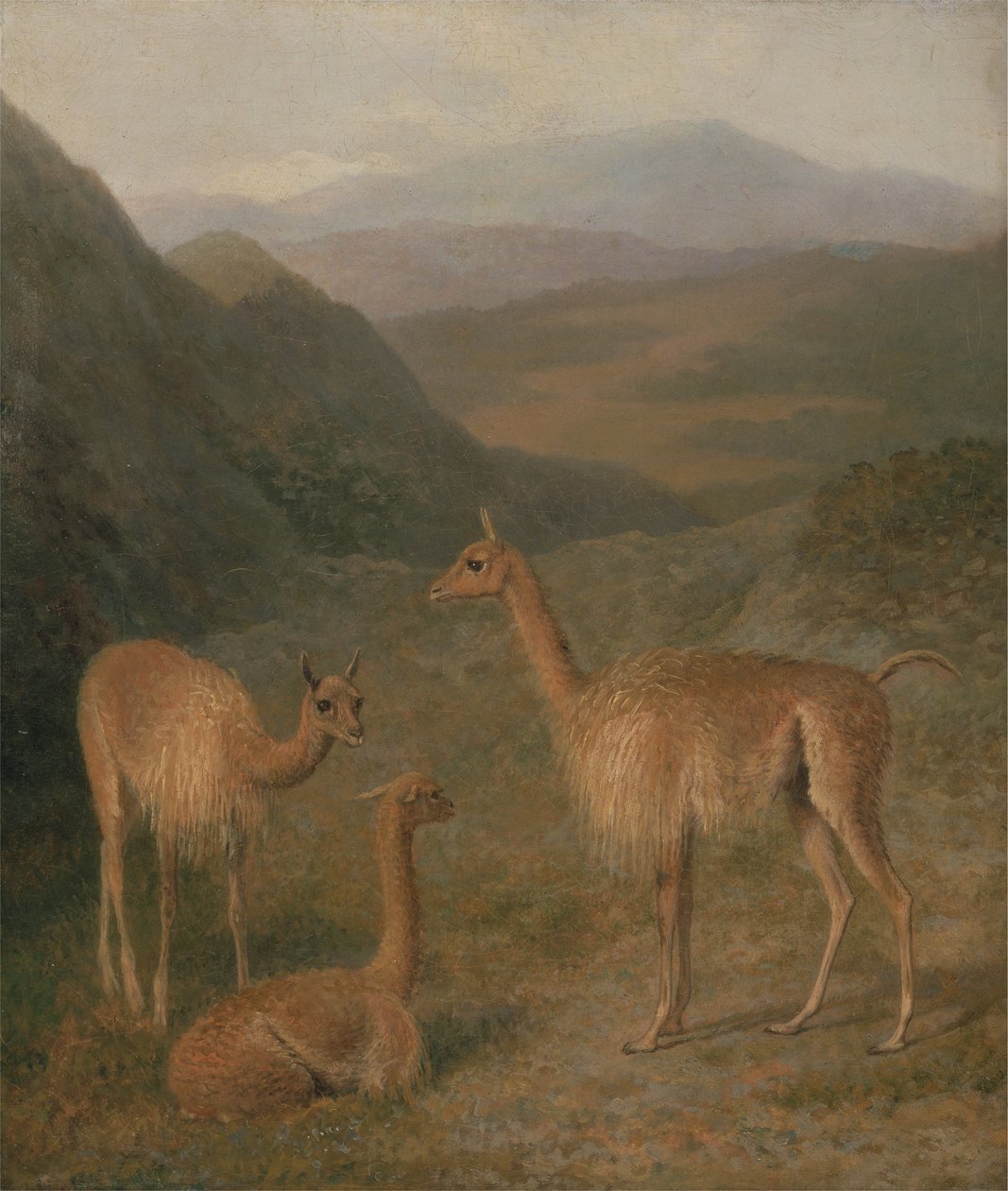 Vigognes - Jacques Laurent Agasse