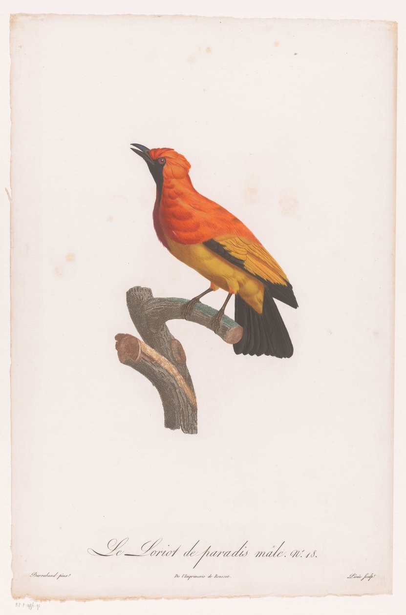 Oiseau de paradis à masque noir sur une branche - Jacques Louis Perée