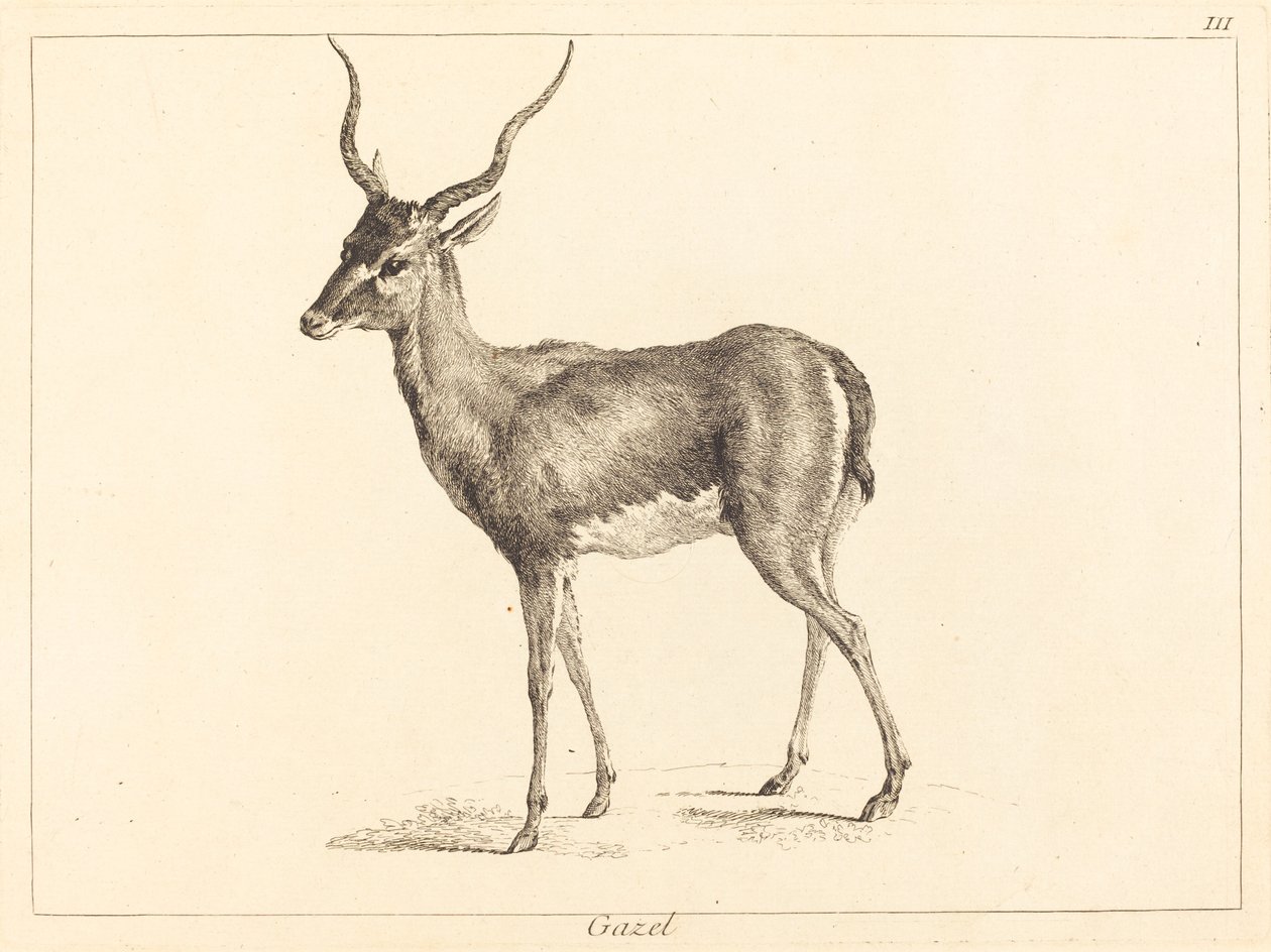 Gazelle - Jacques Philippe Le Bas and Jean Eric Rehn after Jean Baptiste Oudry