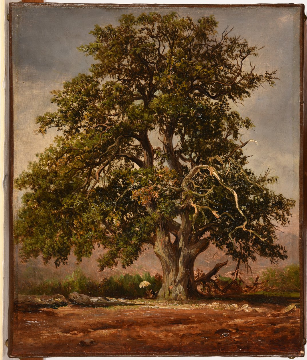 Le Vieux chêne - Jacques Raymond Brascassat