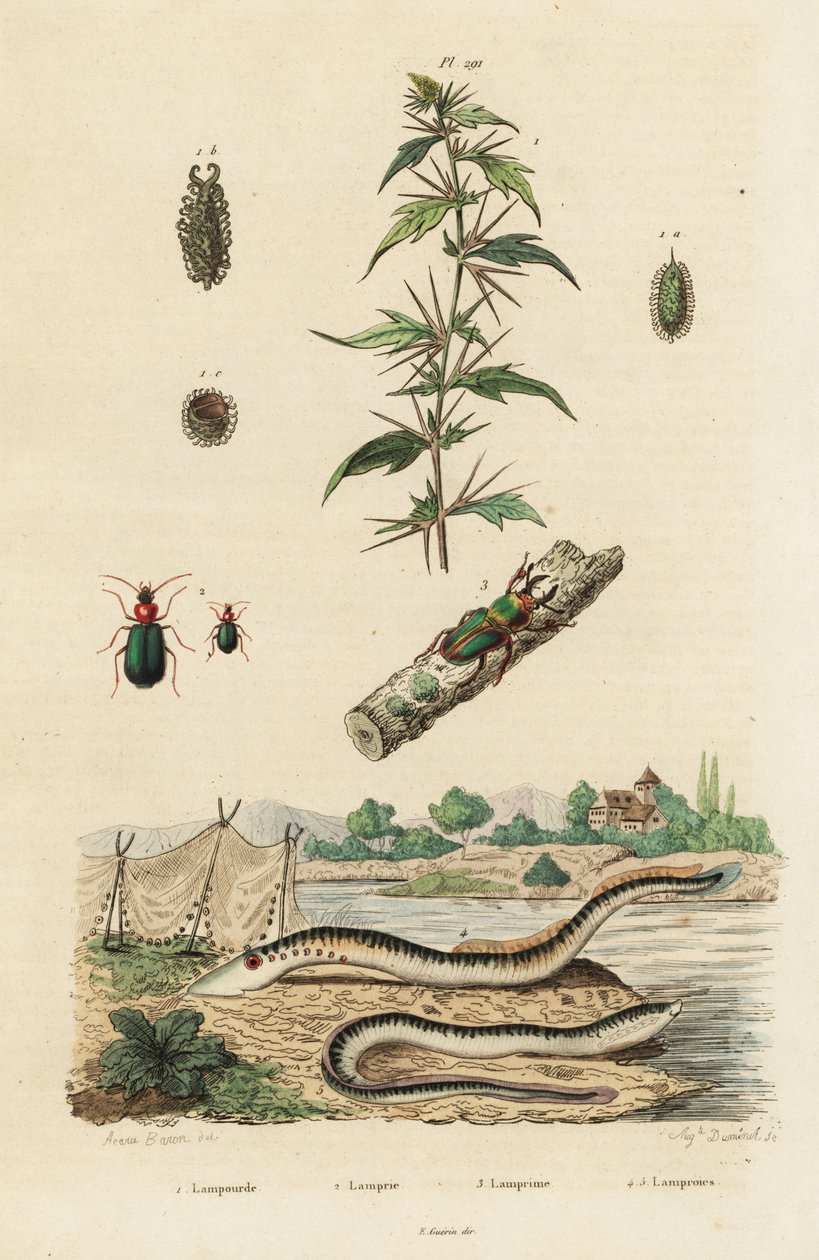 Lamproie de mer et coléoptères - Jacques Reyne Isidore Acarie Baron