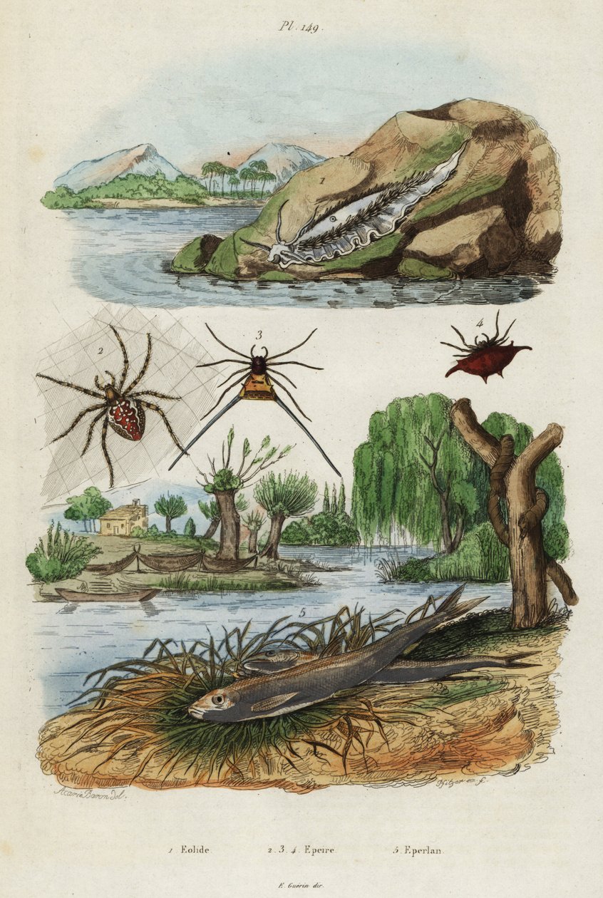 Limace de mer, araignée de jardin et éperlan européen (1834-1839) (gravure) - Jacques Reyne Isidore Acarie Baron