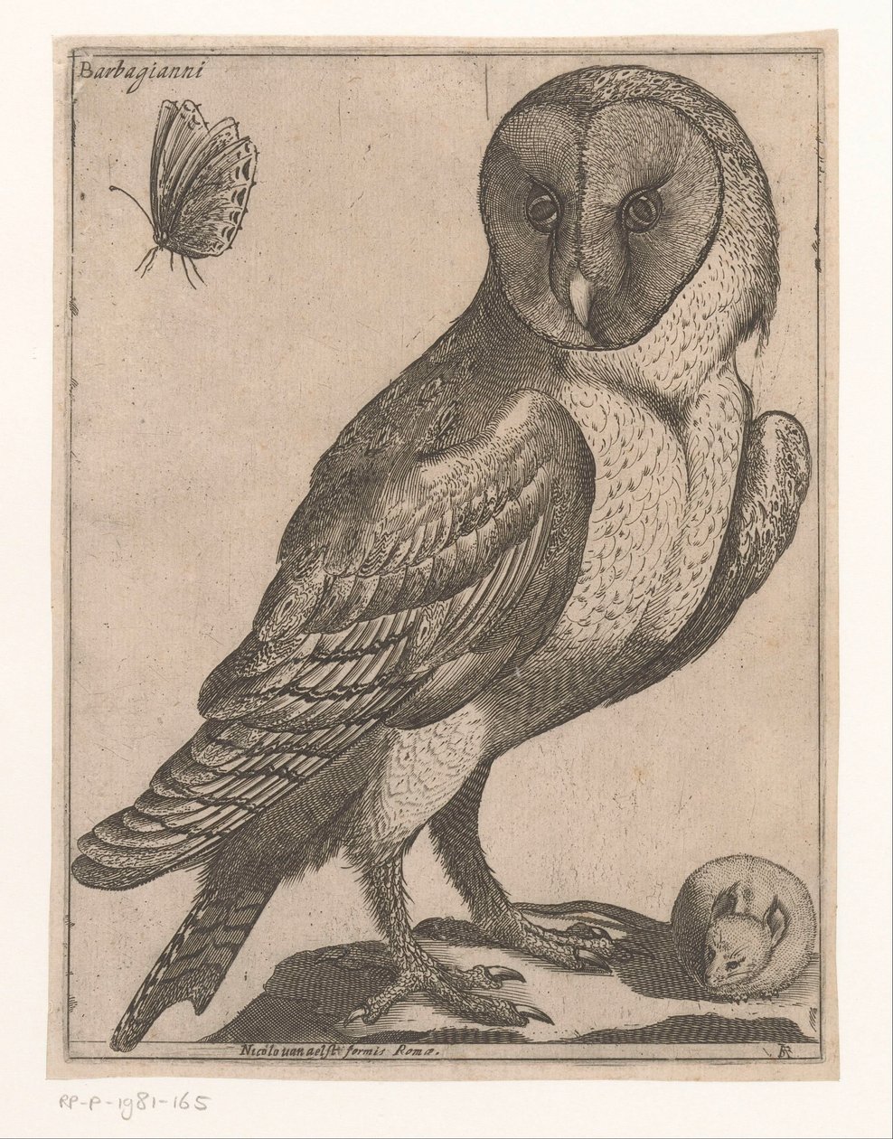 Chouette effraie (Neuf oiseaux) - Jacques de Fornazeris