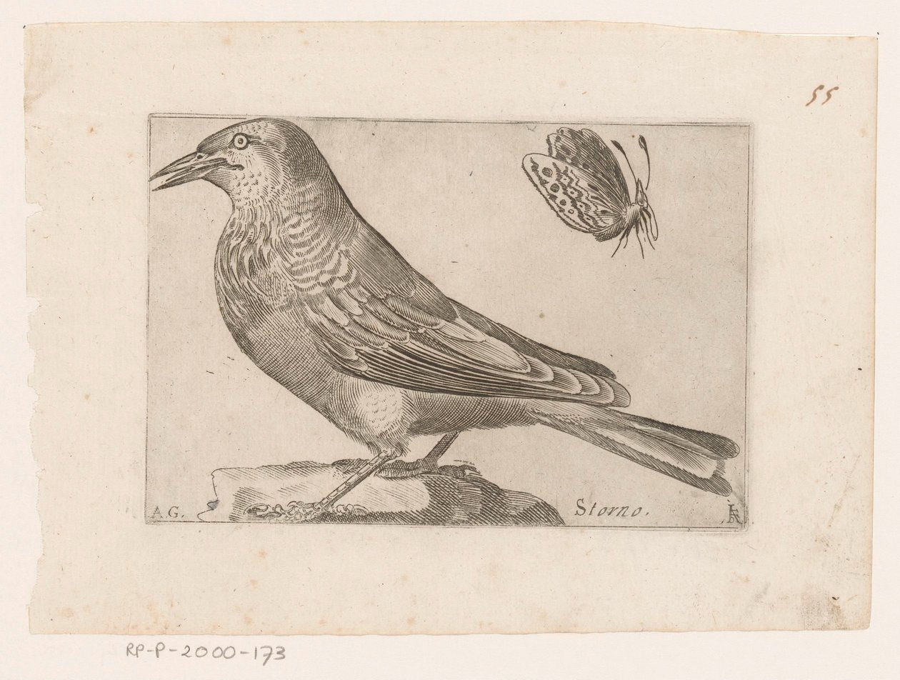 Étourneau (Sturnus vulgaris) - Jacques de Fornazeris