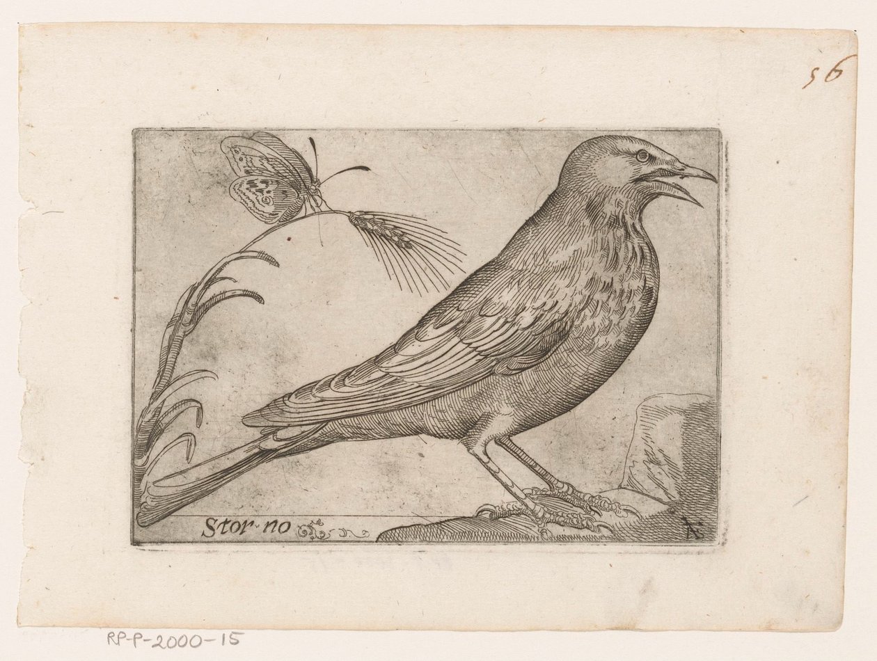 Étourneau (Sturnus vulgaris) - Jacques de Fornazeris