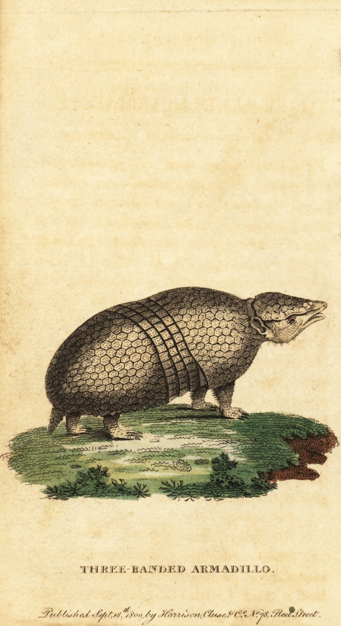 Tatou à trois bandes brésilien, Tolypeutes tricinctus, 1800 - Jacques de Seve