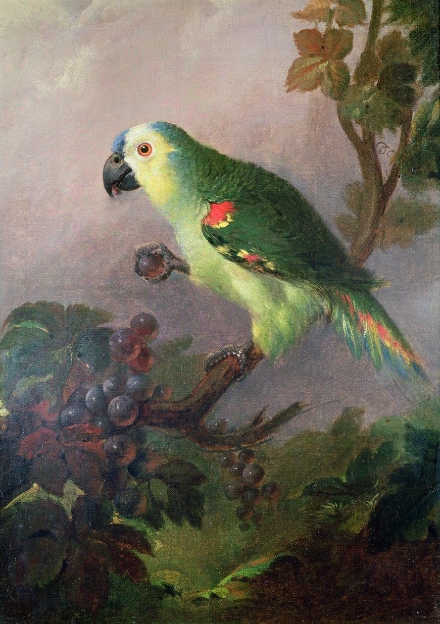 Un perroquet - Jakob Bogdani or Bogdany
