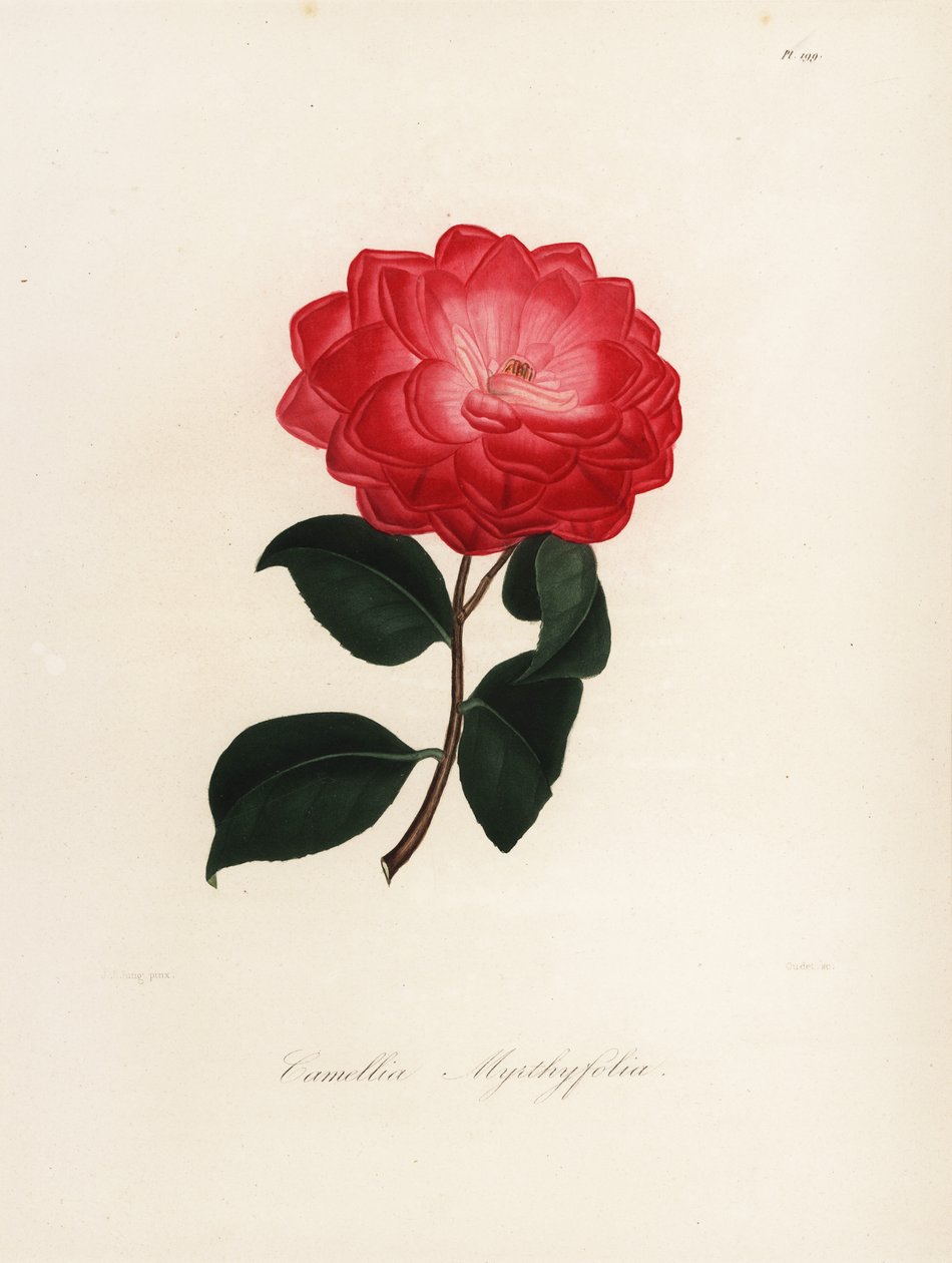 Camélia japonica variété, Camélia myrthyfolia - Jakob (after) Jung