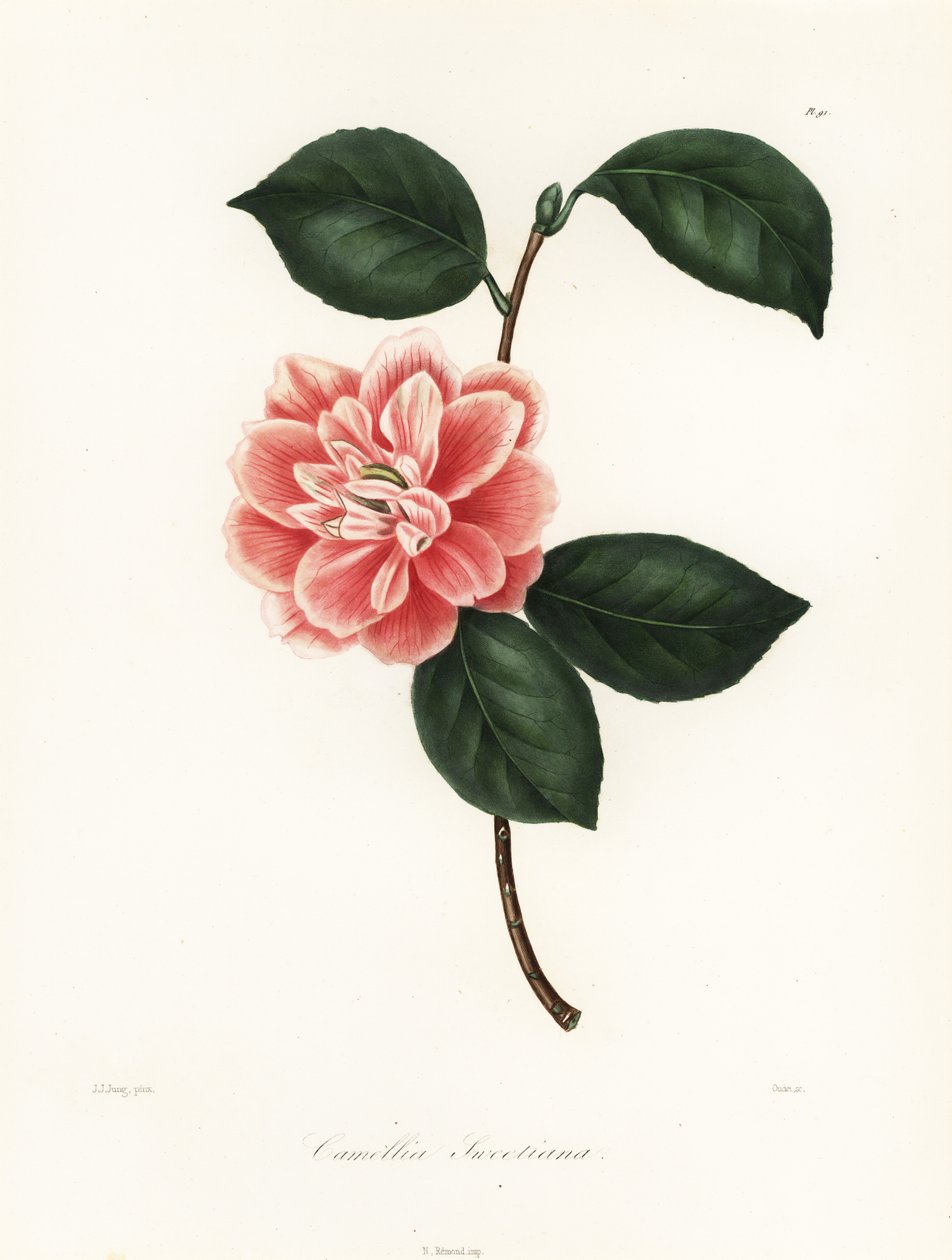 Camélia à fleurs peintes de Sweet, Camellia japonica variété, Camellia sweetiana - Jakob (after) Jung