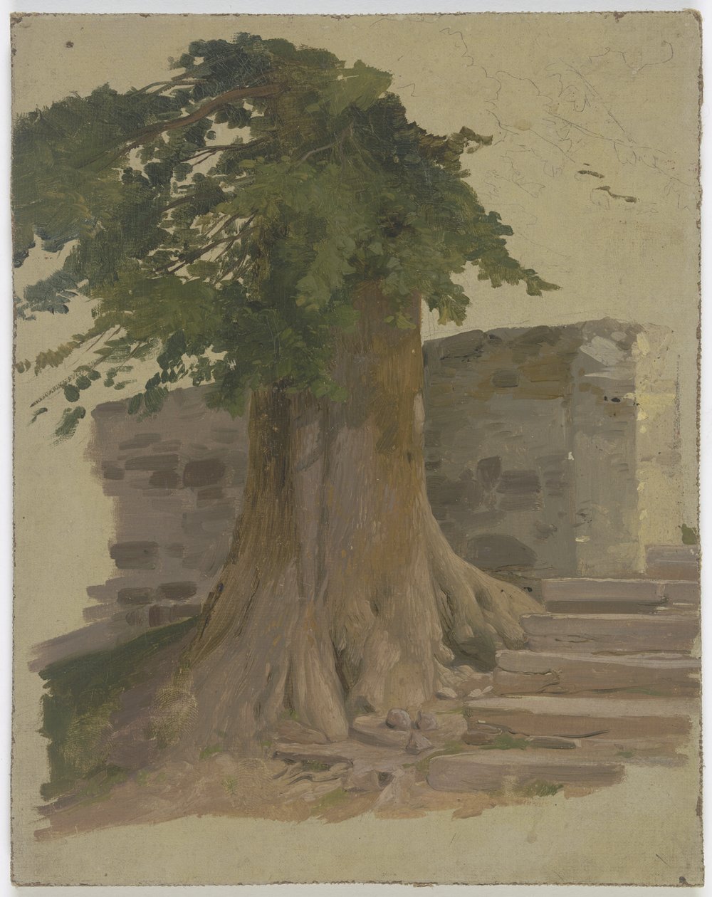 Vieux arbre près d