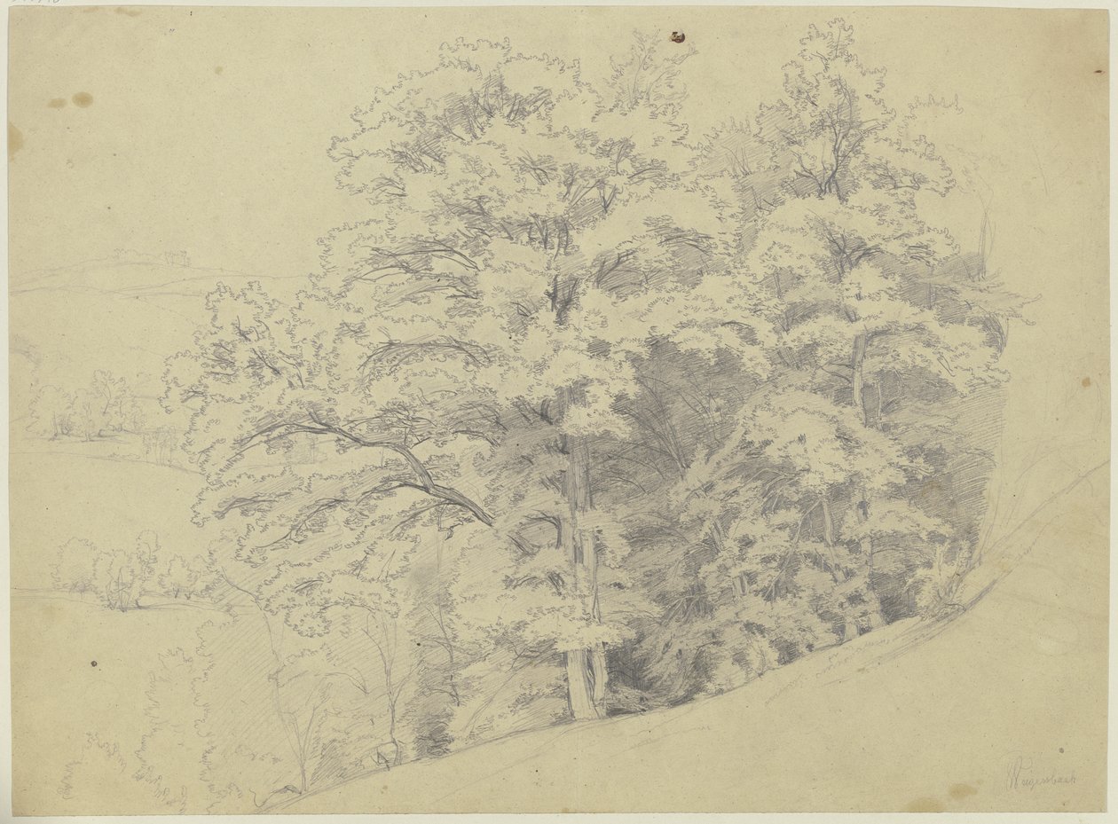 Coin de forêt sur une pente - Jakob Becker