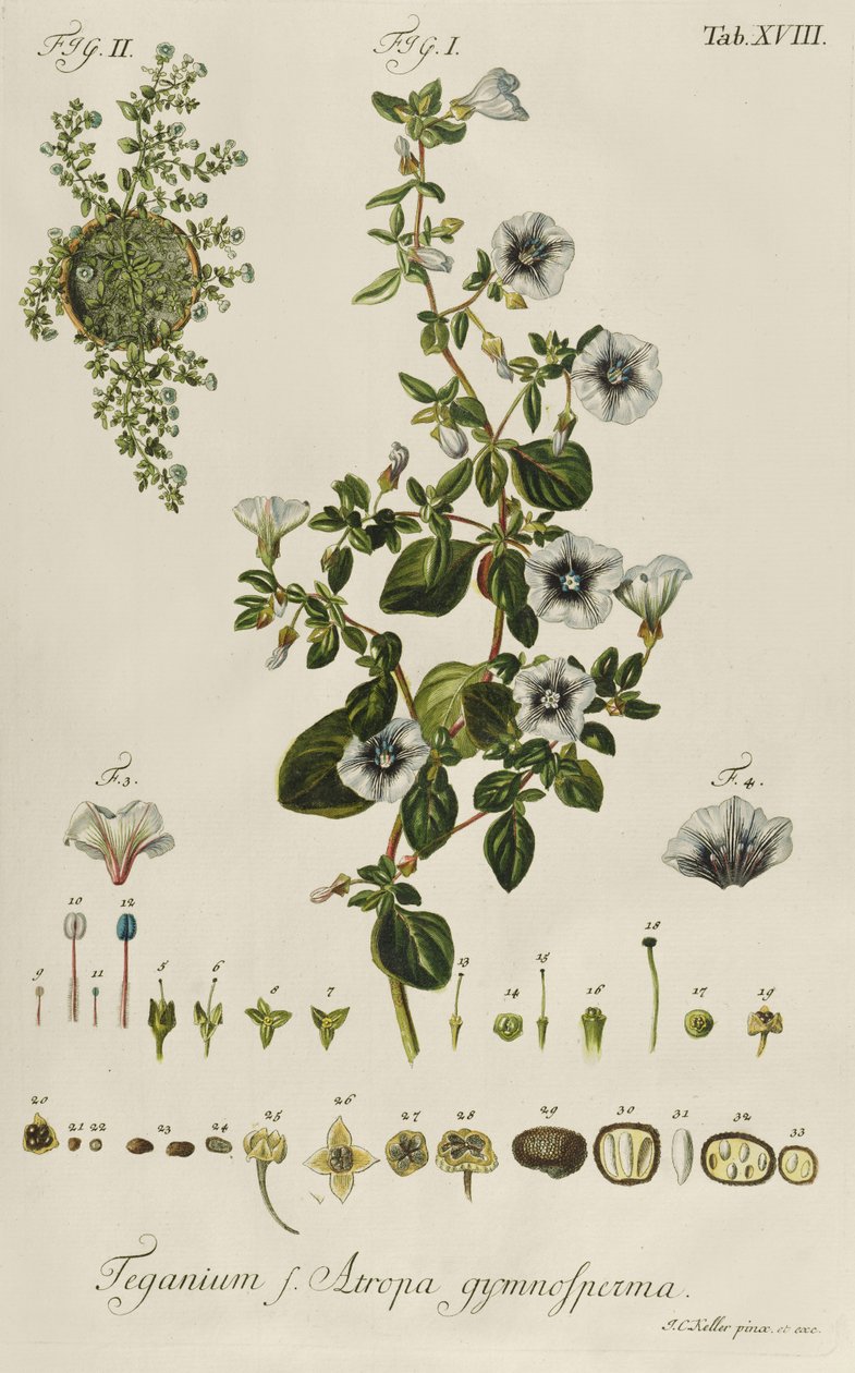 Liseron : Teganium f. Atropa gymnosperma de "Plantae Rariores" - Jakob Christoph Keller