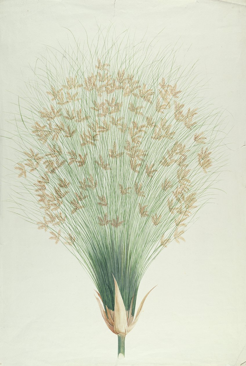 Papyrus - James Bruce