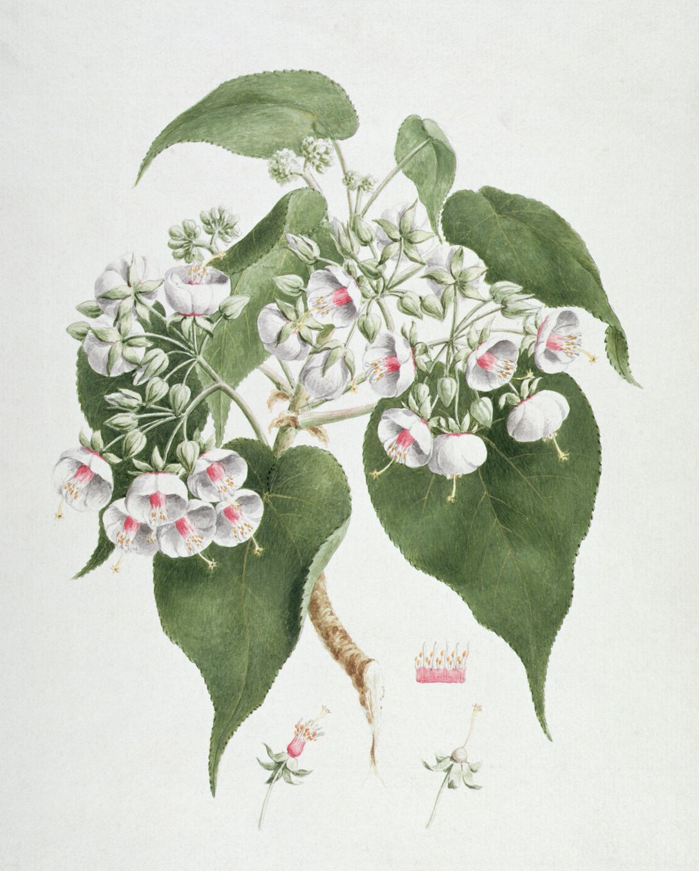 Walkuffa No.5 Dombeya torrida - James Bruce