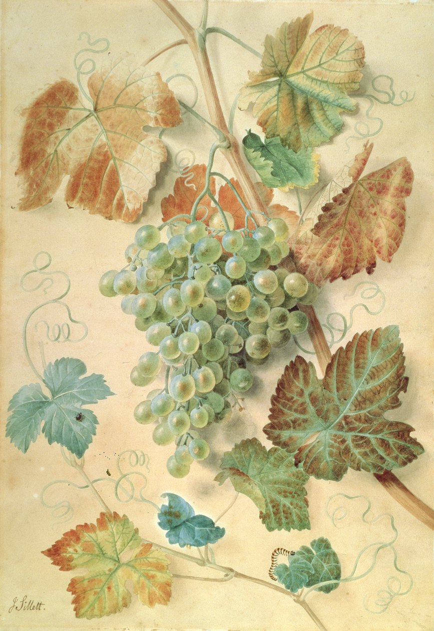 Raisins blancs - James Sillett