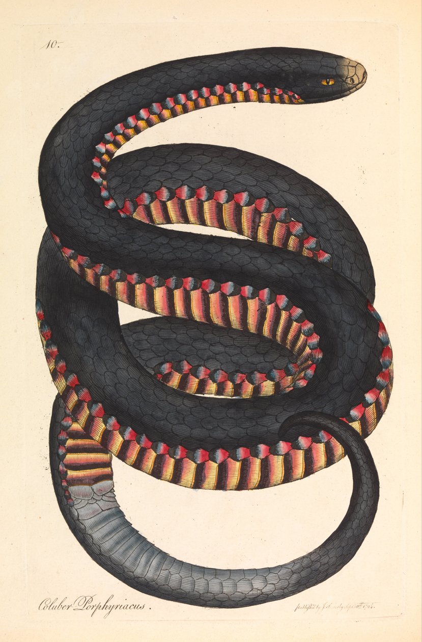 Serpent à côtés cramoisis, Coluber porphyriacus - James Sowerby