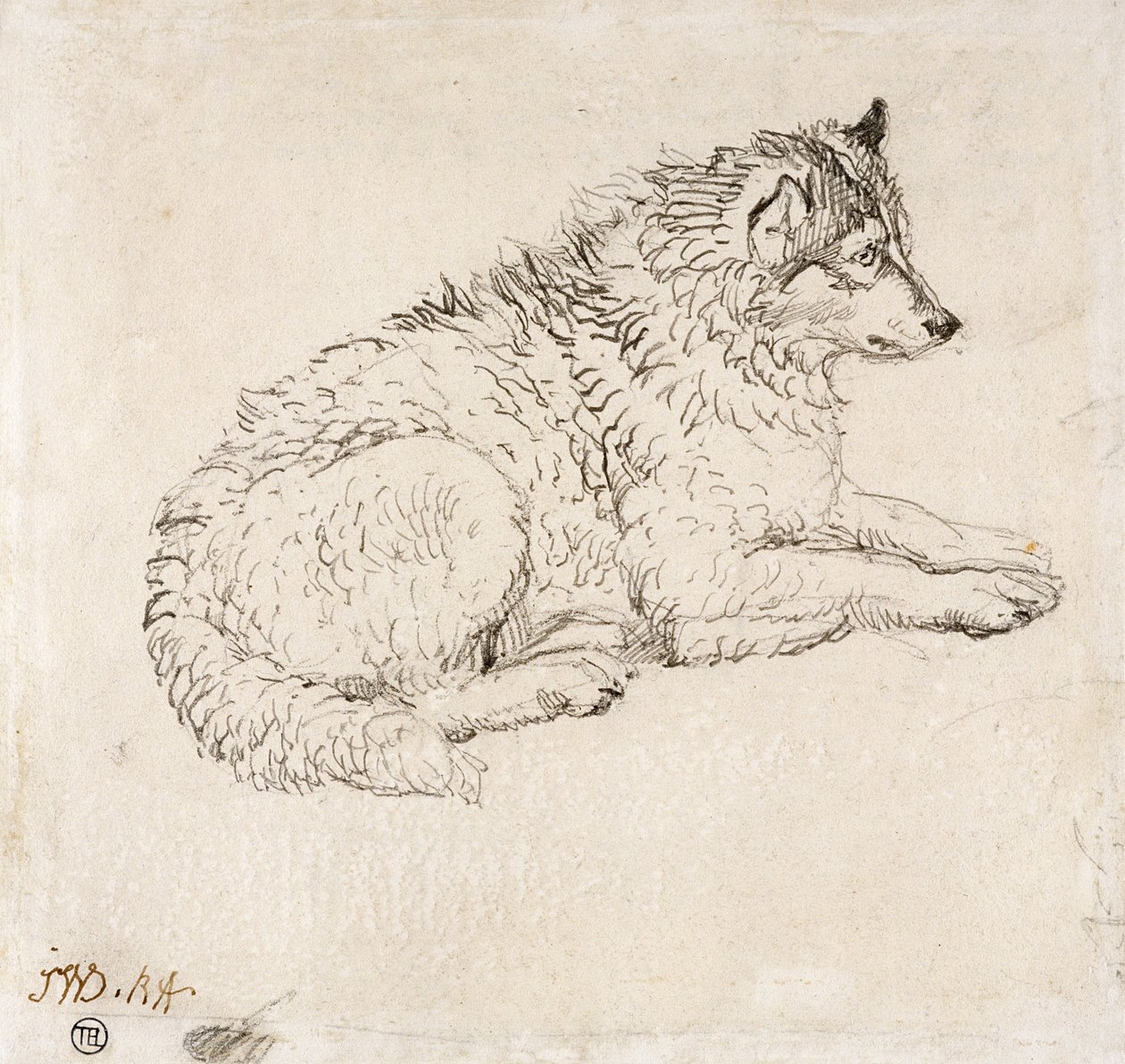 Chien arctique, face à droite - James Ward