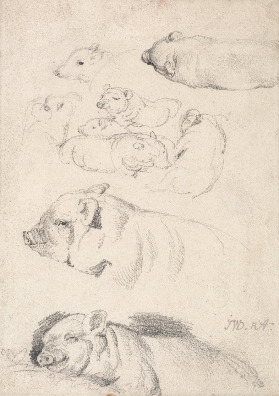 Études de Cochons - James Ward