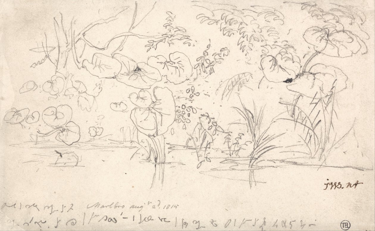 Études de plantes, 2 août 1815 - James Ward