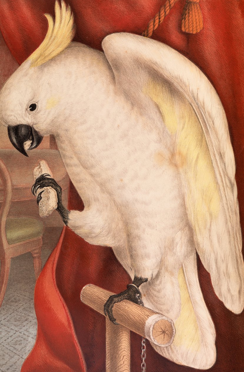 Grand cacatoès à huppe jaune, Plyctolophus galeritus - James Whitley Sayer