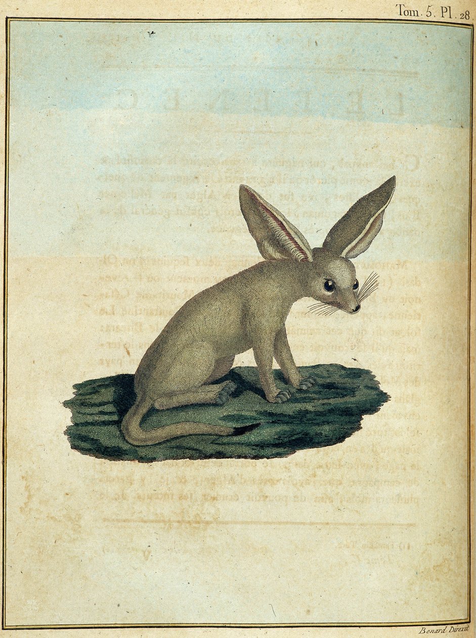 Fennec - dans « Voyage en Nubie et en Abyssinie entrepris pour découvrir les sources du Nil pendant les années 1768 à 1772 », par James Bruce, vol. 1, Paris - James Bruce