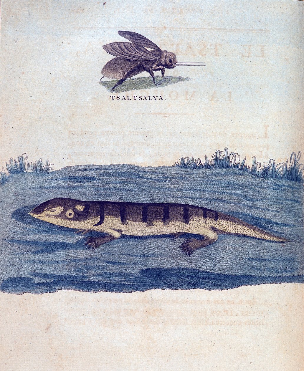 Mouche et lézard - dans "Voyage en Nubie et Abyssinie entrepris pour découvrir les sources du Nil pendant les années 1768 à 1772", par James Bruce, Paris - James Bruce