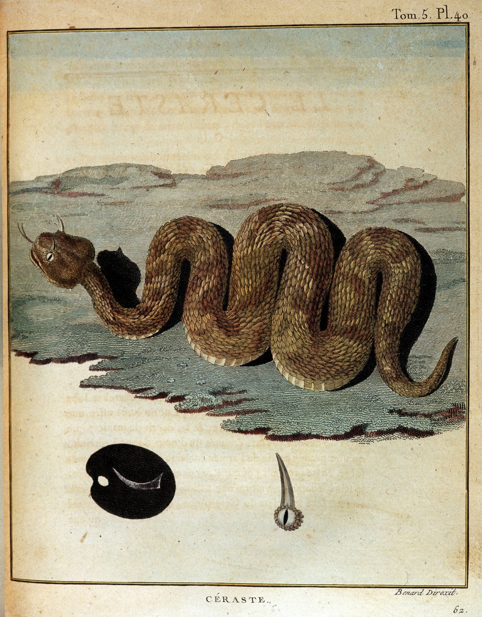 Serpent - dans "Voyage en Nubie et Abyssinie entrepris pour découvrir les sources du Nil pendant les années 1768 à 1772", par James Bruce, Paris - James Bruce