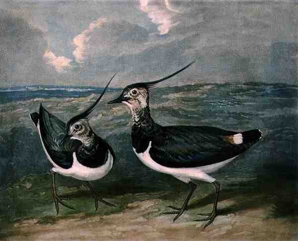 Pluviers, planche 9 de British Feather Game, gravé par Charles Turner, publié par R. Ackermann - James (after) Barenger