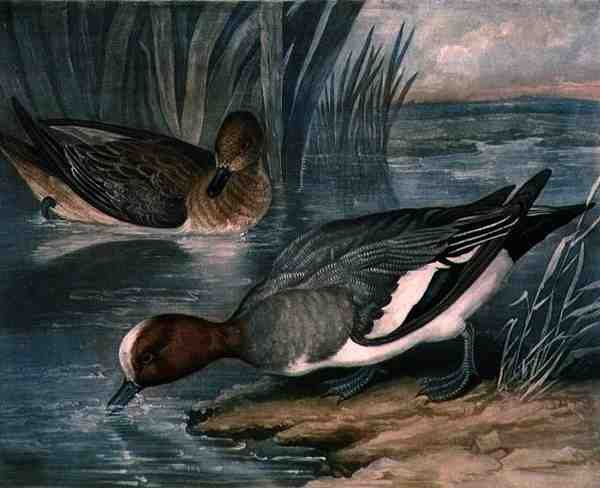 Canards siffleurs, planche 6 de British Feather Game, gravé par Charles Turner, publié par R. Ackermann, c.1810 - James (after) Barenger