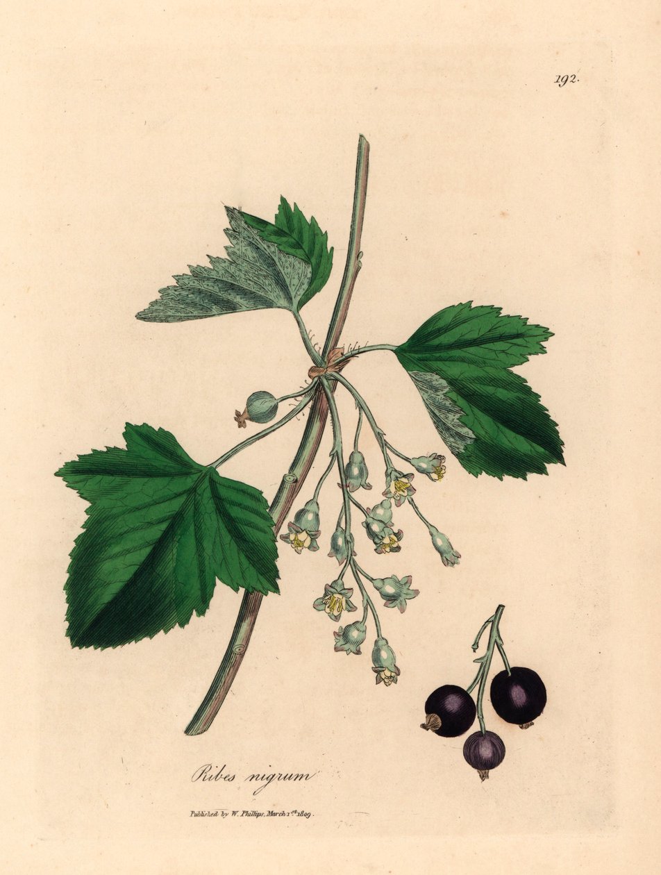 Cassisier, Ribes nigrum, d