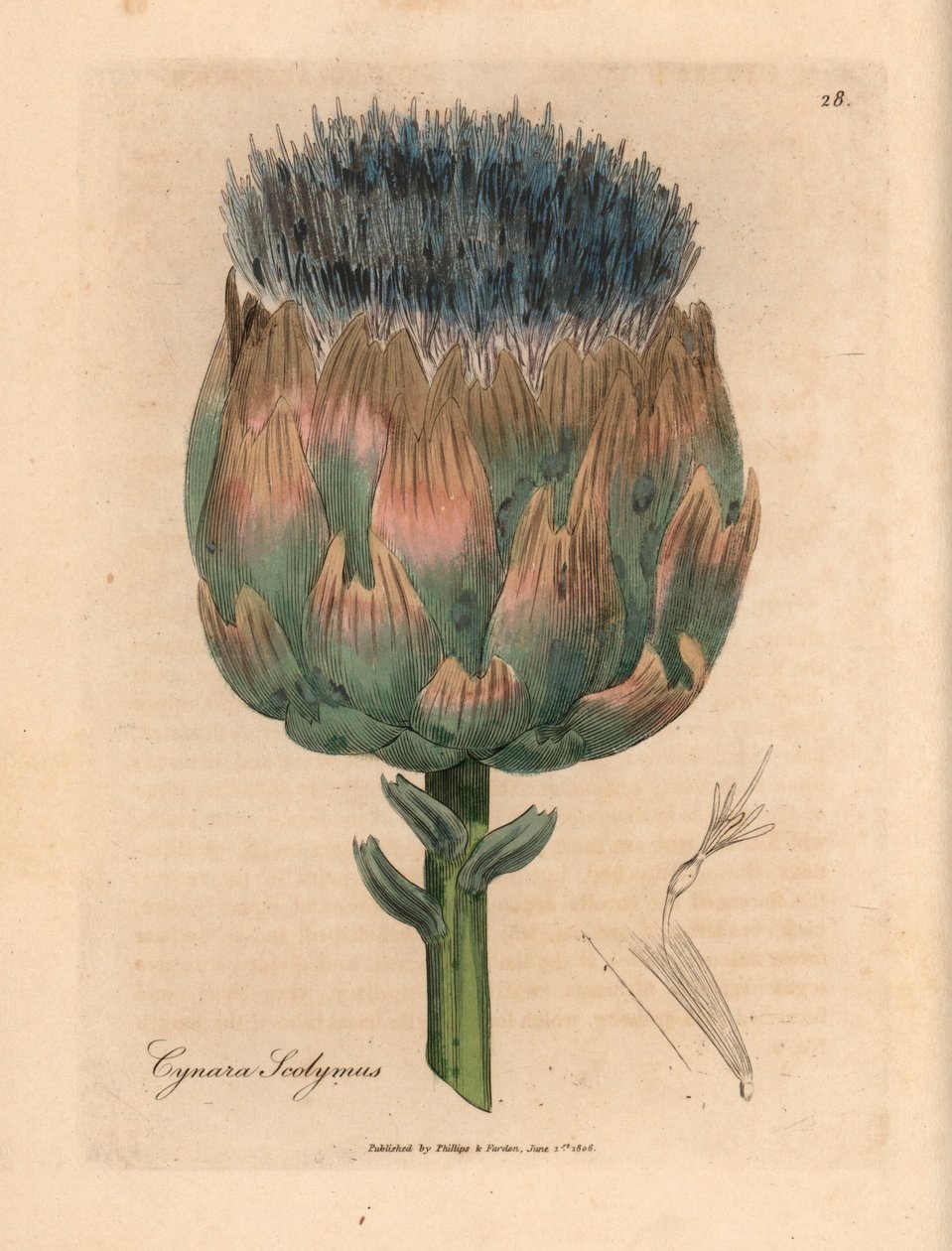 Artichaut à fleurs bleues et violettes, Cynara scolymus, d