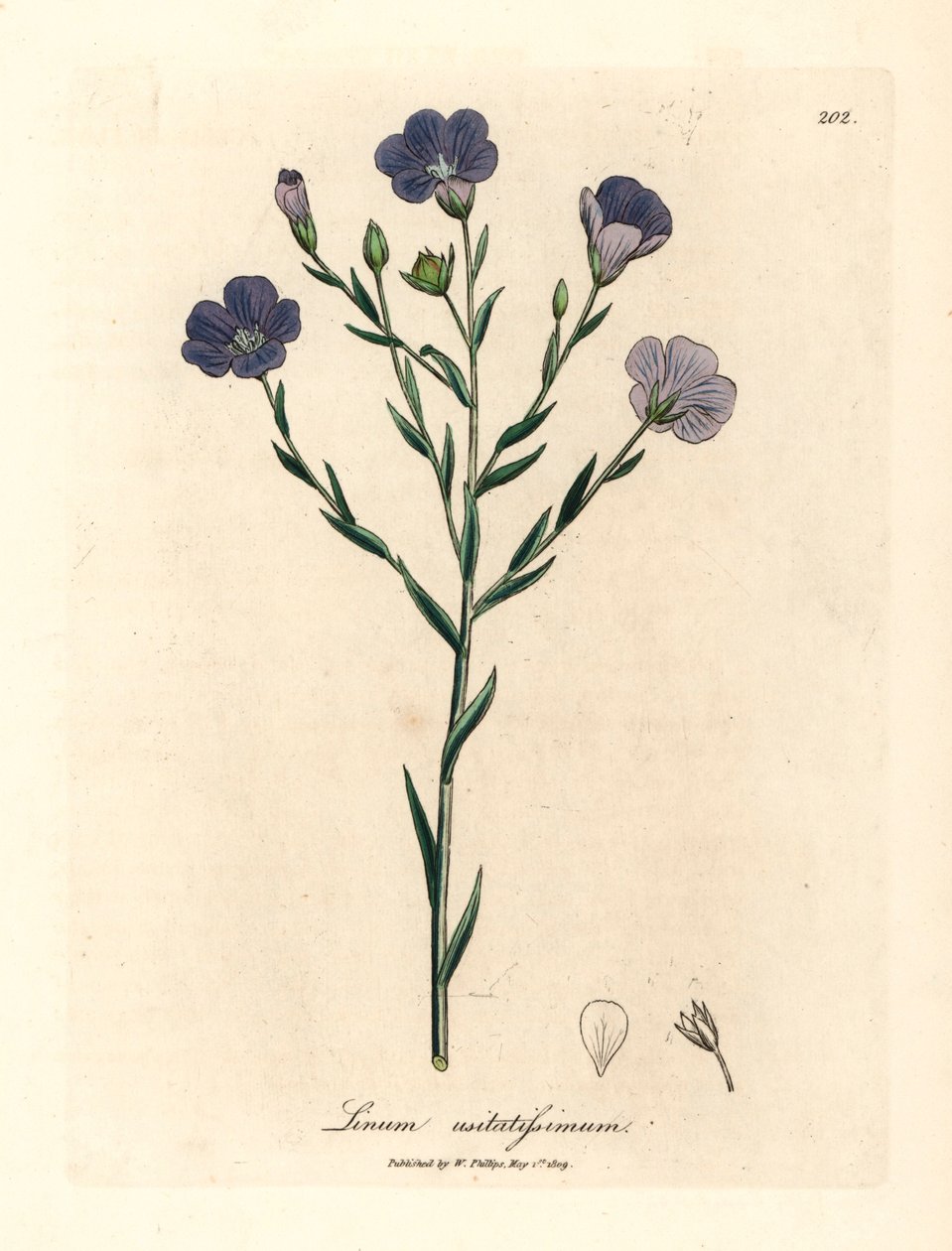 Lin à fleurs bleues, Linum usitatissimum, d